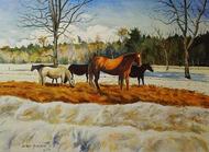 Horse and Ponies in Winter
