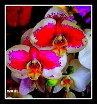 Passionate Orchids