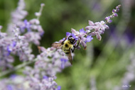 Bee Pollination 2
