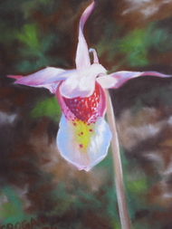 La Plata Orchid