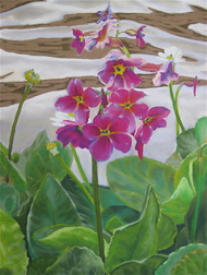 Alpine Primrose