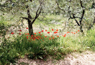 Olive Trees with Poppies
