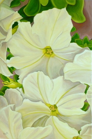 White Petunias