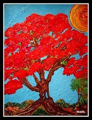 Poinciana Tree