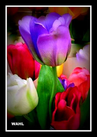 Rainbow Tulips