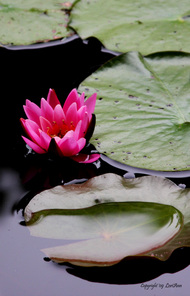 WaterLily