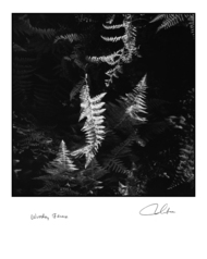 Woodsy Ferns